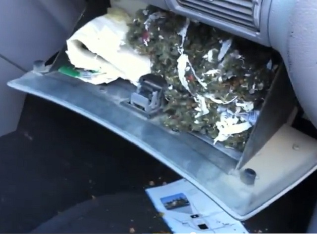 Video: When Rats Move Into Your Mustang