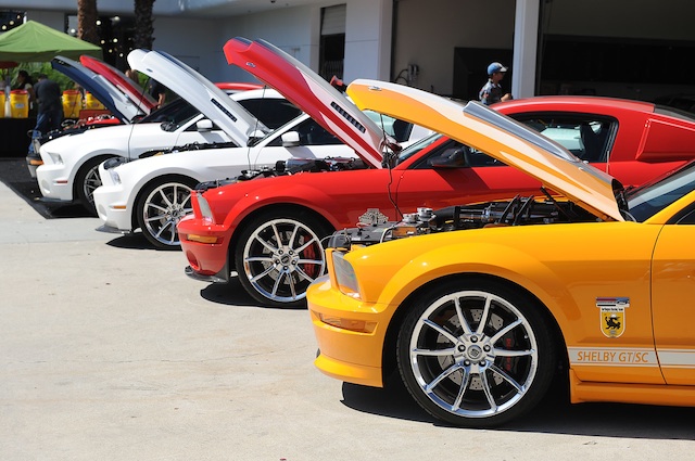 Shelby 1