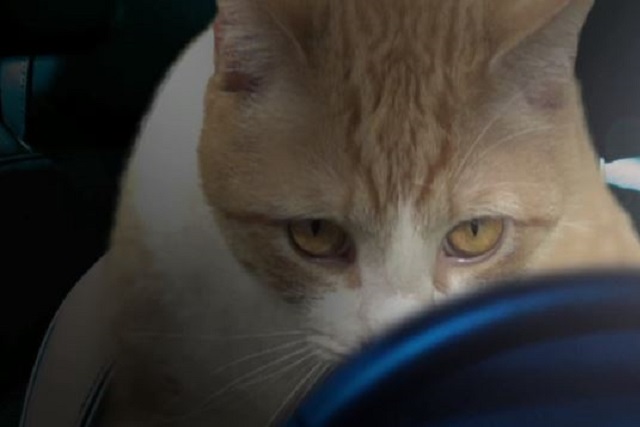 Video: “Knead Fur Speed” Mocks Latest Car Movie Franchise