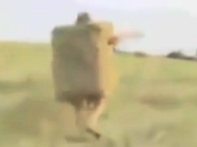 Hay
