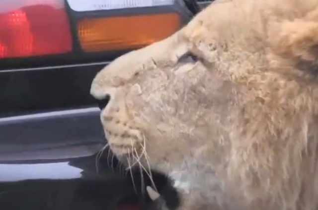 lion2