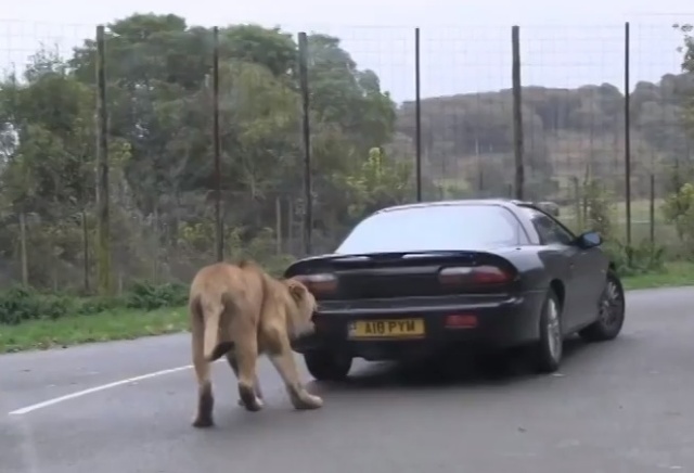 lion3