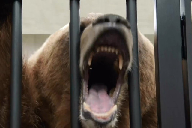 A bear comes out and shows some interest in our participant(s) safely locked in the cage. Screenscap by author. 