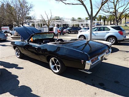 Black 199 Goat