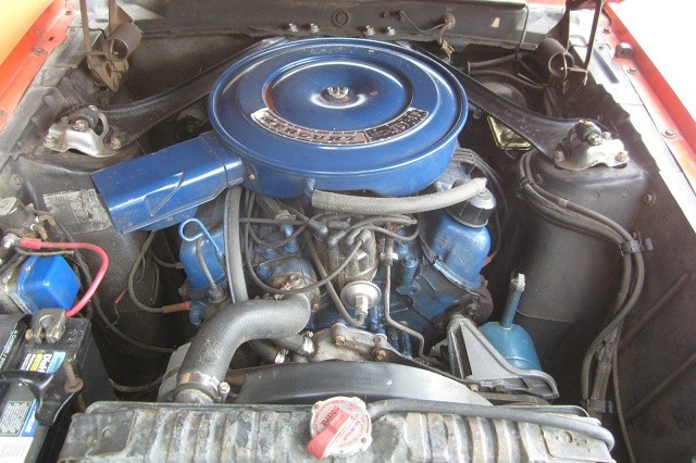 cougar-4