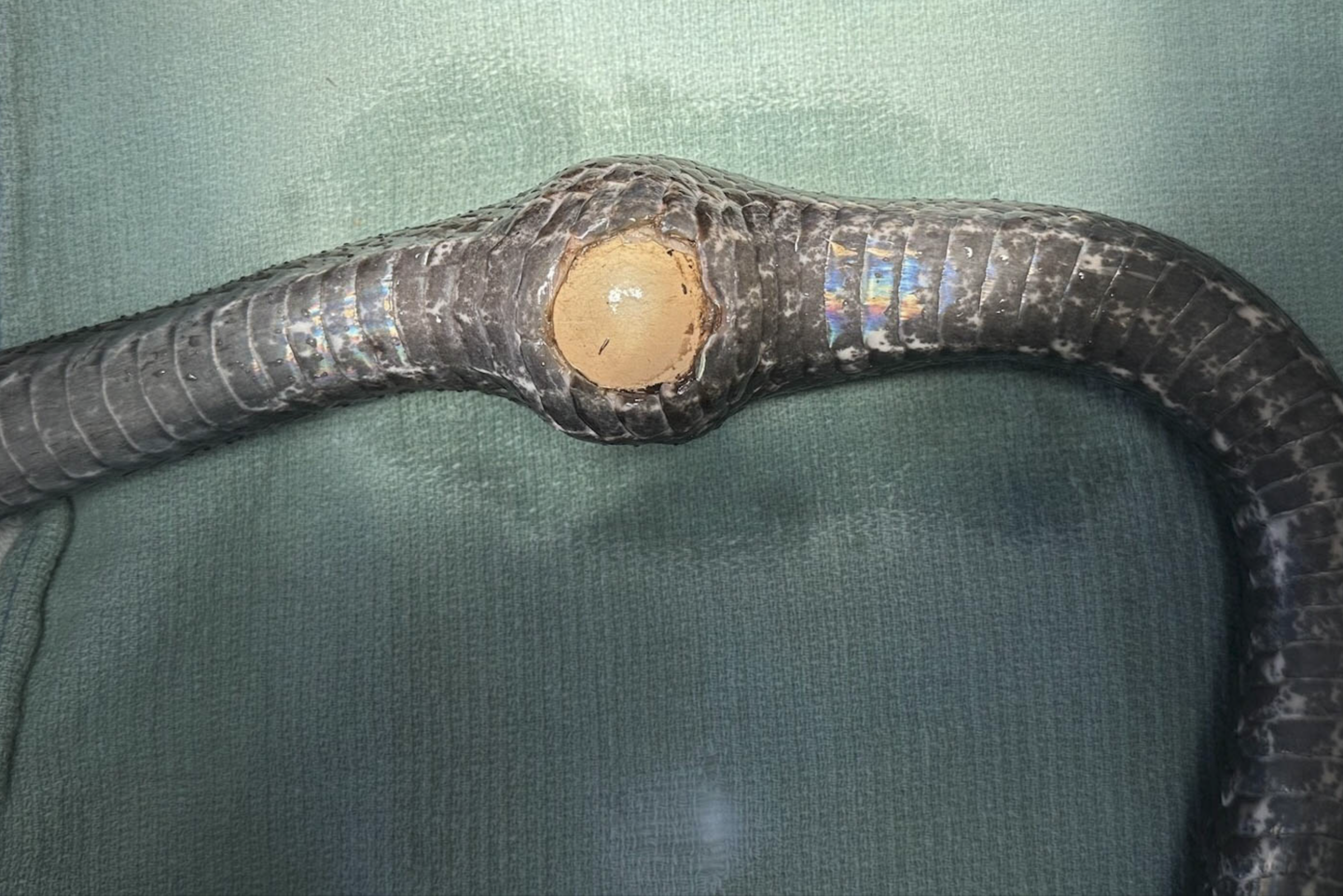snake