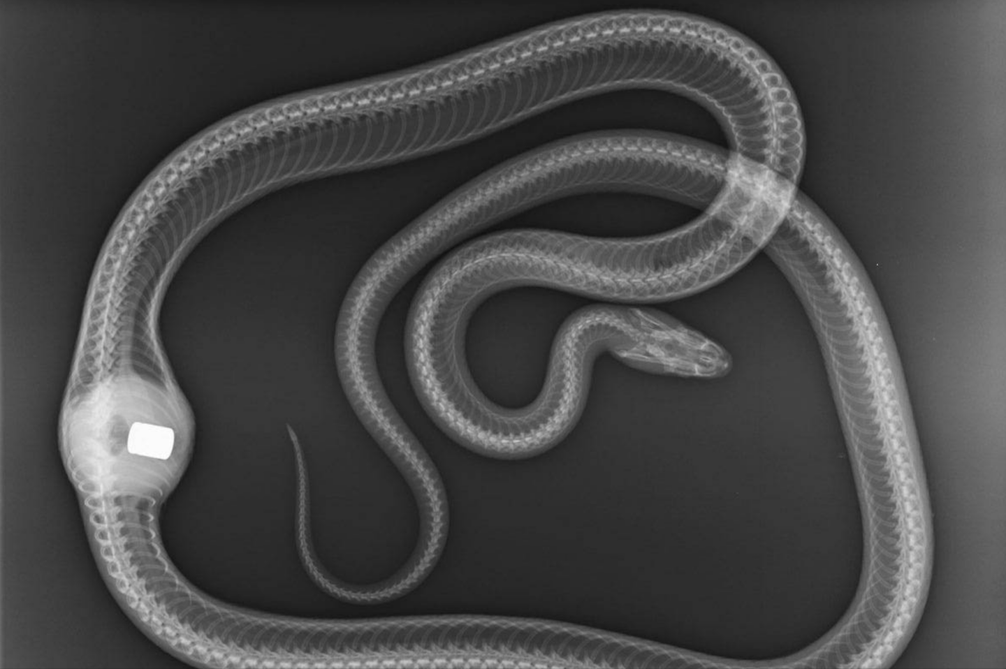 snake
