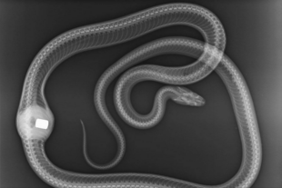 The Real Super Snake: Snake Found With Shift Knob In Stomach
