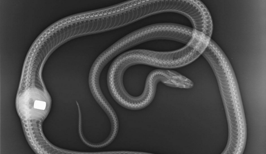 The Real Super Snake: Snake Found With Shift Knob In Stomach