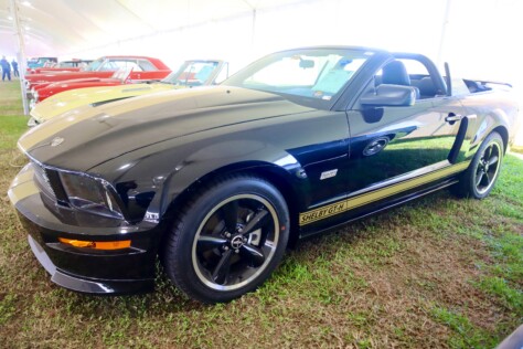 seven-standout-stallions-from-mecums-massive-florida-auction-2025-01-15_13-19-04_081341