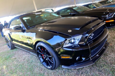 seven-standout-stallions-from-mecums-massive-florida-auction-2025-01-15_13-26-40_265267