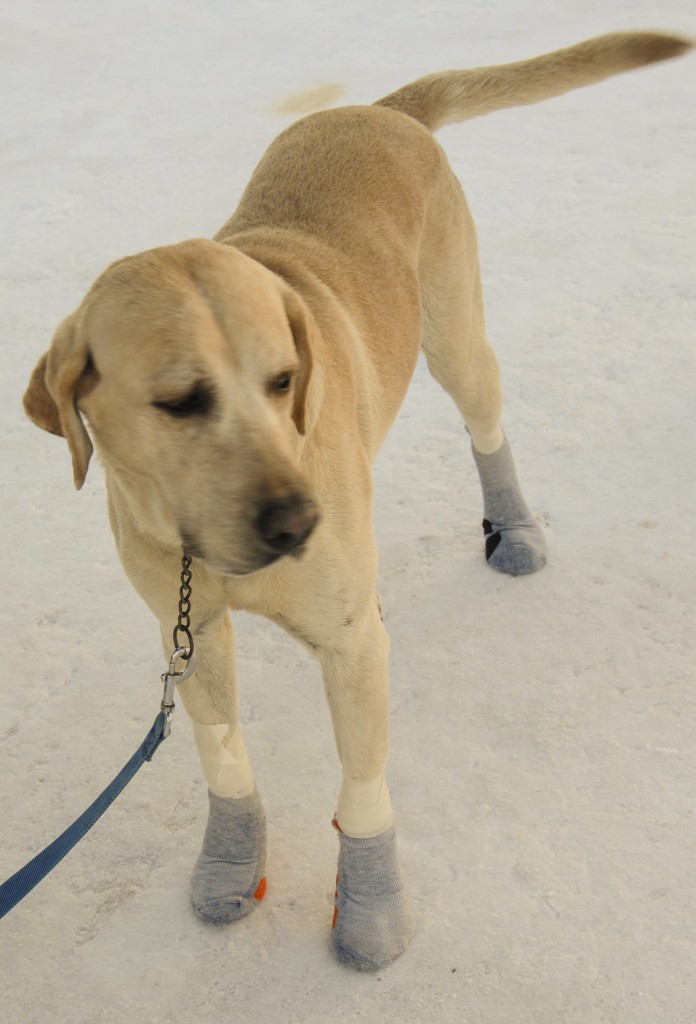 Bootie Dog